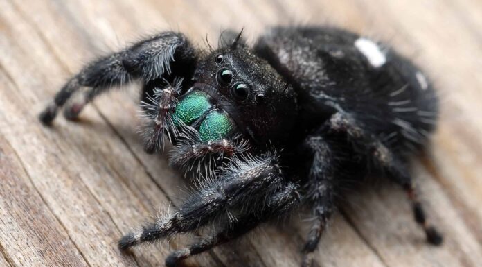 Scopri 6 ragni neri che strisciano nel Mississippi
