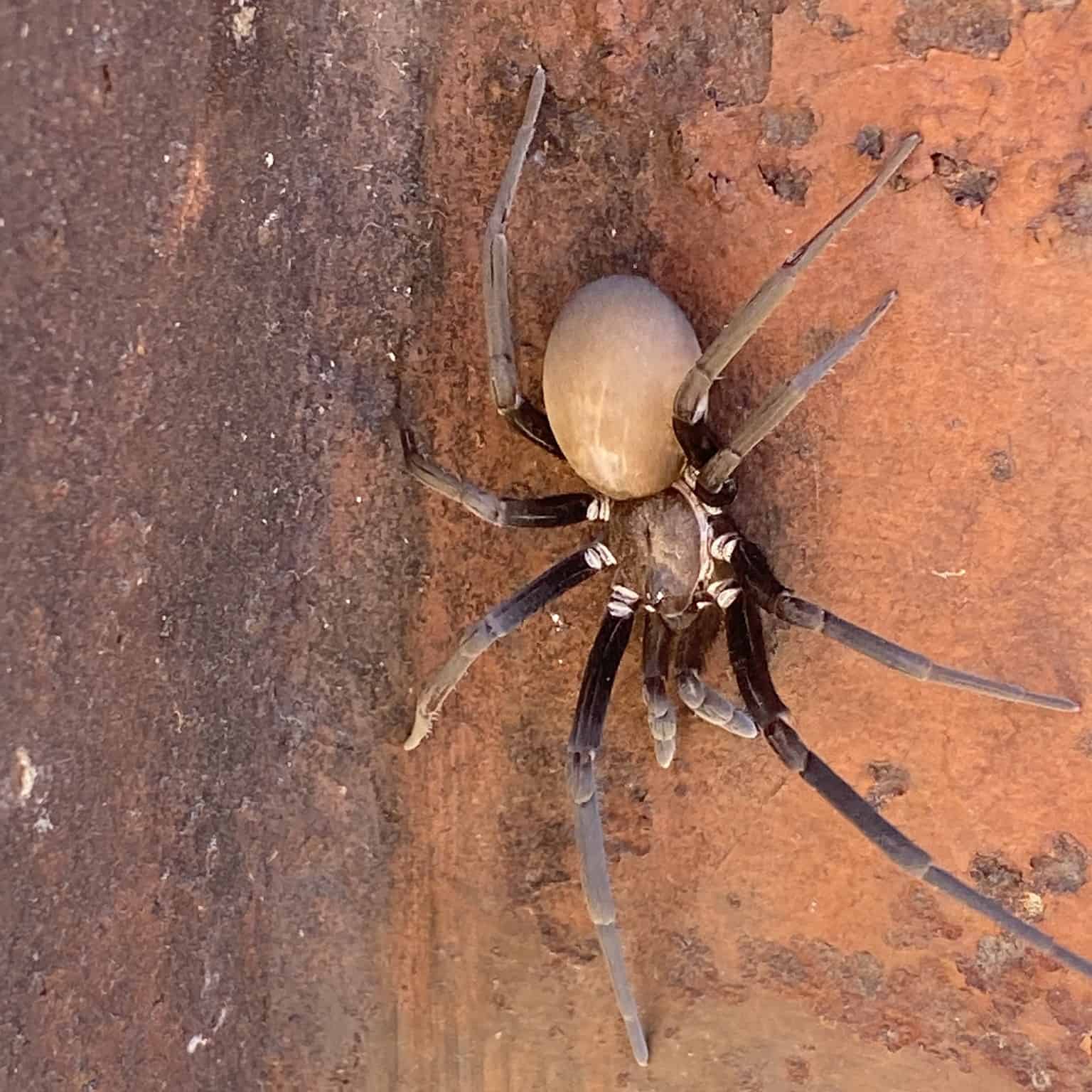 Ragno del buco nero dell'Arizona