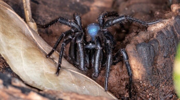  Scopri 6 ragni neri in Oregon.  Quanti sono pericolosi?
