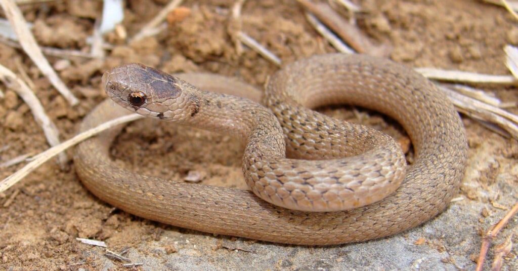 Serpenti che assomigliano a Copperheads-Texas Brown Snake