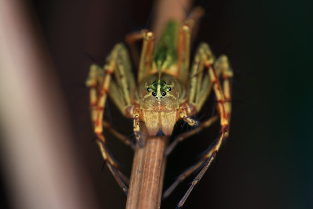 Macro primo piano del ragno errante del sud-est/salticidae