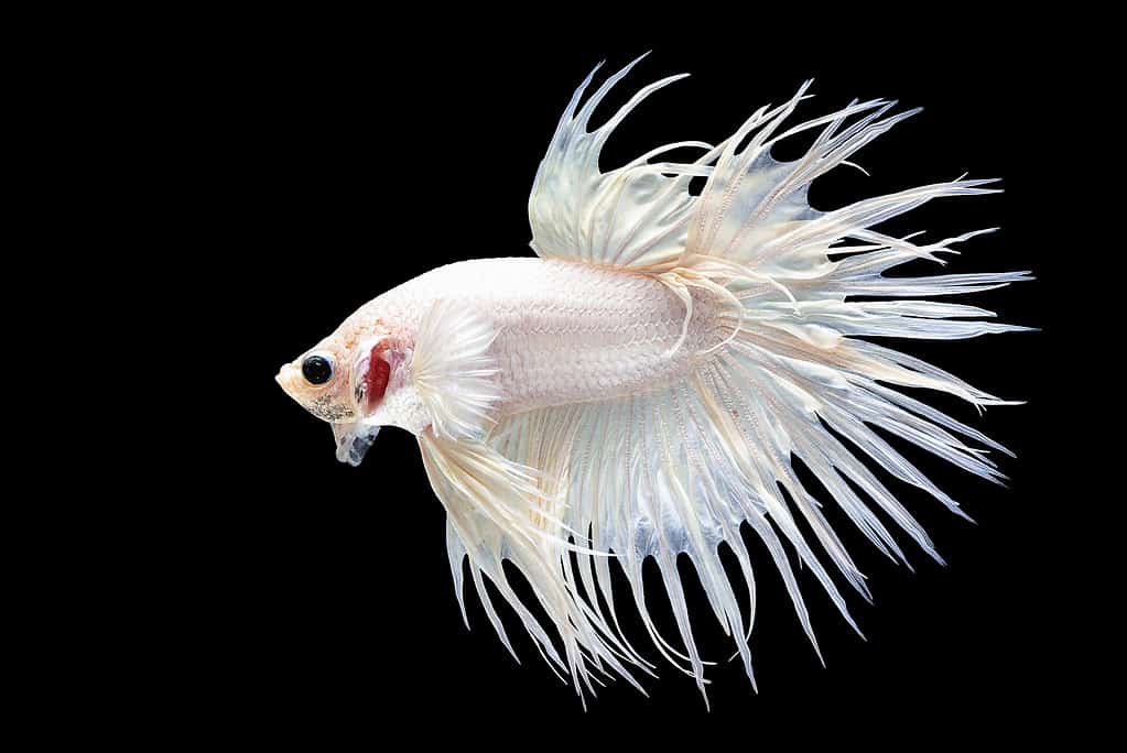 Pesce combattente Crowntail