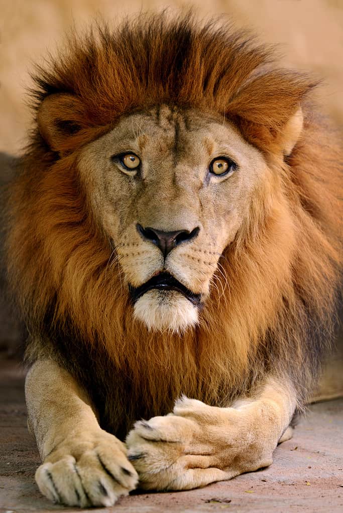 Ritratto di un leone maschio.  Il leone è d'oro con una criniera arrugginita.  Le sue enormi zampe sono posizionate dal telaio centrale inferiore del leone.