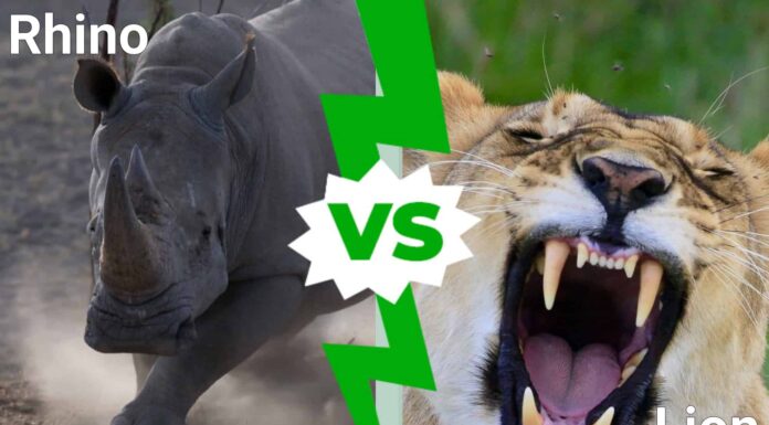 Scopri chi esce vittorioso in un'epica battaglia tra rinoceronti e leoni
