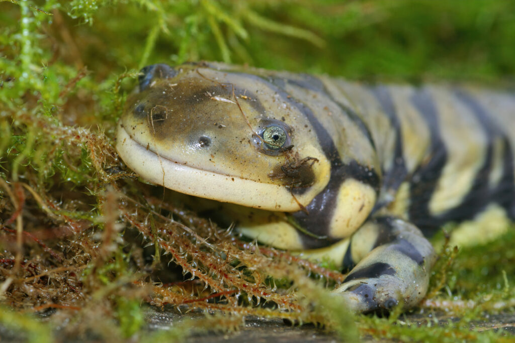 Un primo piano di una salamandra tigre barrata su muschio verde