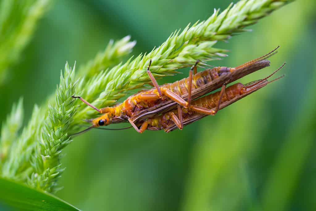 Salmonfly su una pianta verde