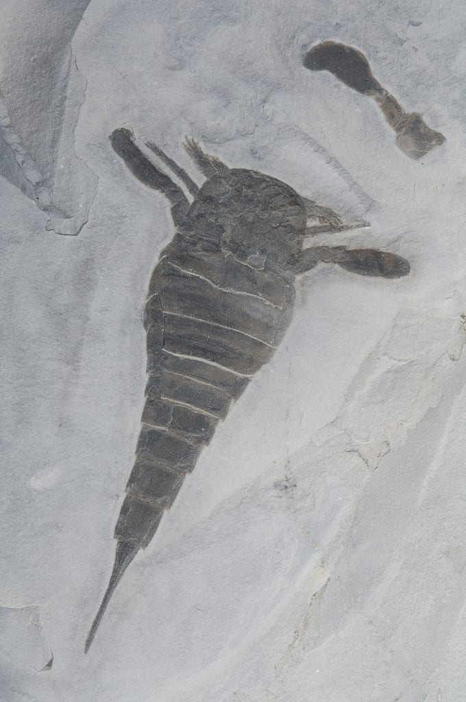 fossile eurypterid Eurypterus remipes Periodo tardo siluriano Passage Gulf, NY USA