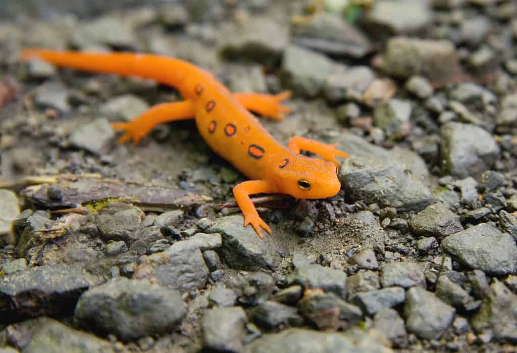 Close-up di Red Spotted Eastern Newt (Red Eft) o salamandra.