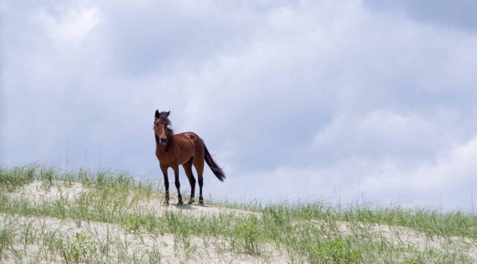 Scopri i 14 animali ufficiali dello stato della Carolina del Nord
