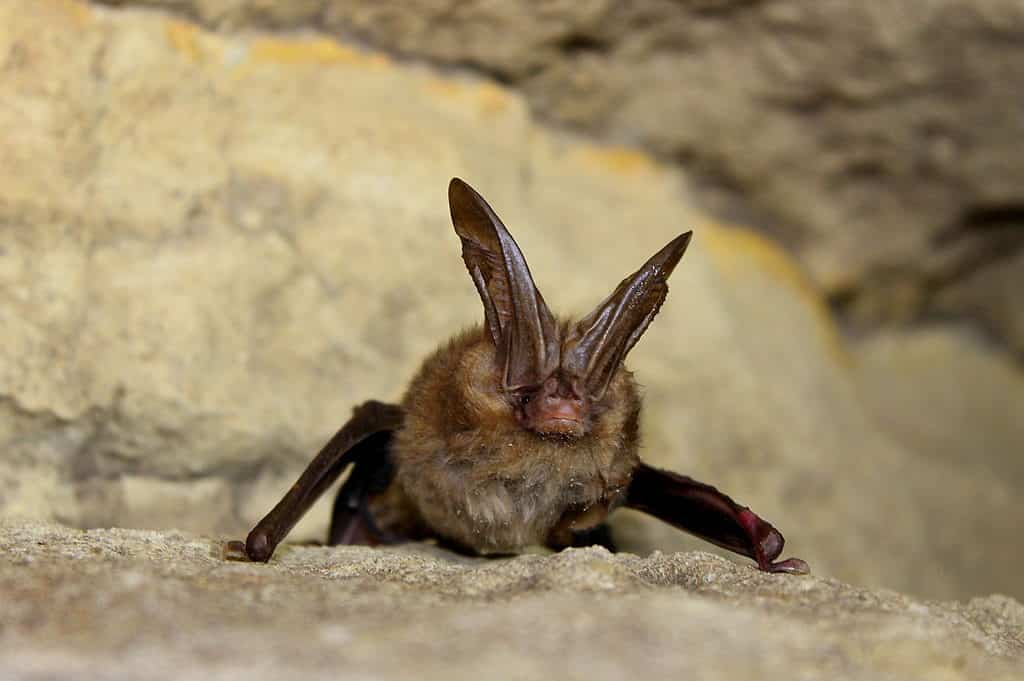 Pipistrello dalle grandi orecchie della Virginia
