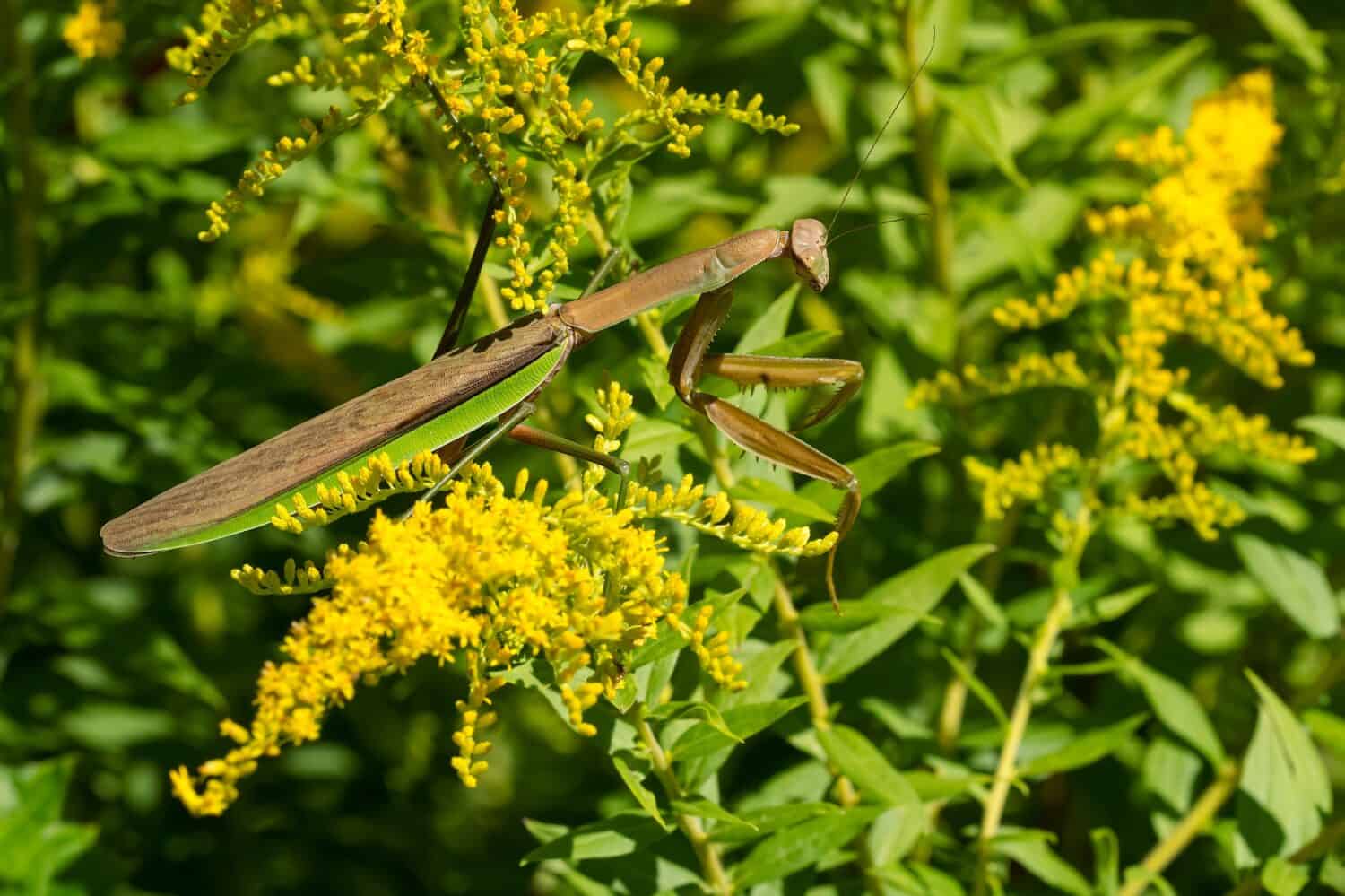 Una mantide cinese è aggrappata a un fiore giallo di verga d'oro.  È una specie invasiva in Nord America.  Taylor Creek Park, Toronto, Ontario, Canada.