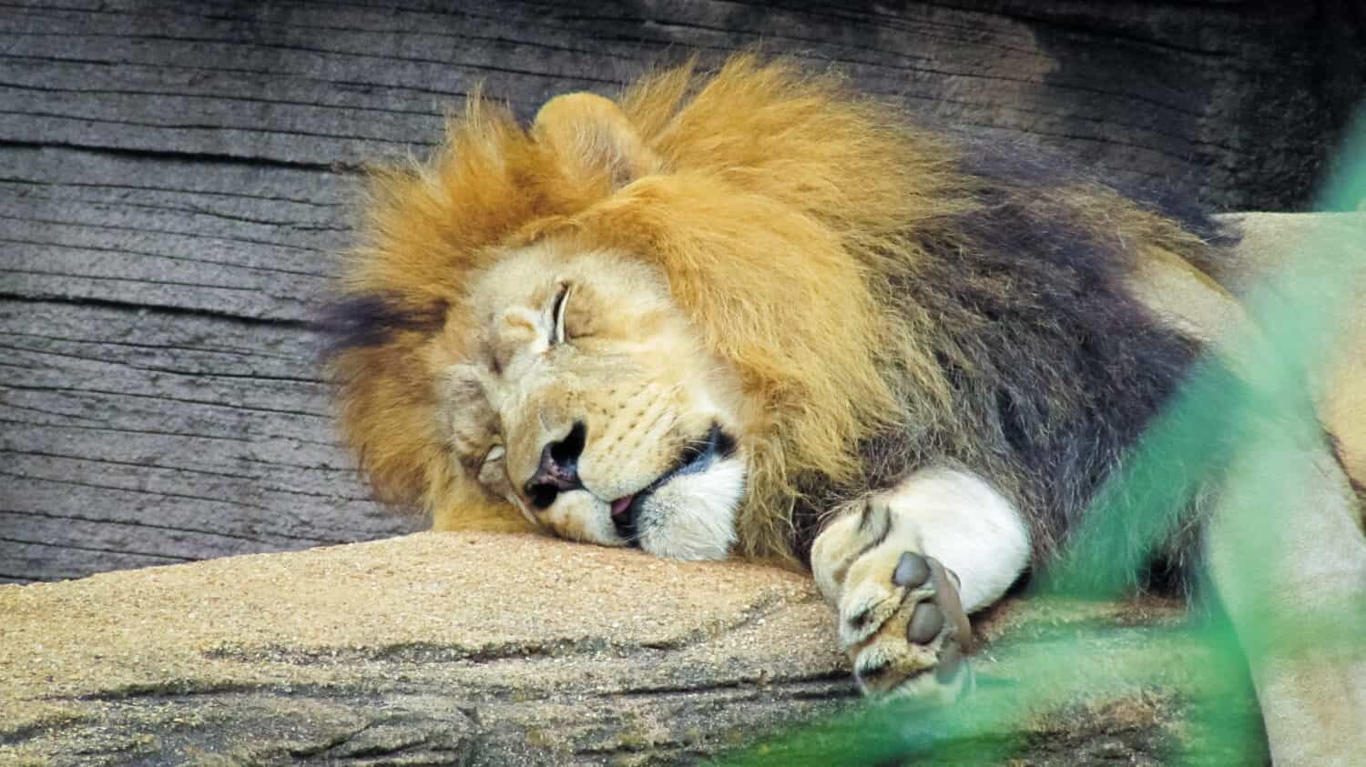 Leone addormentato allo zoo di Columbia, nella Carolina del Sud