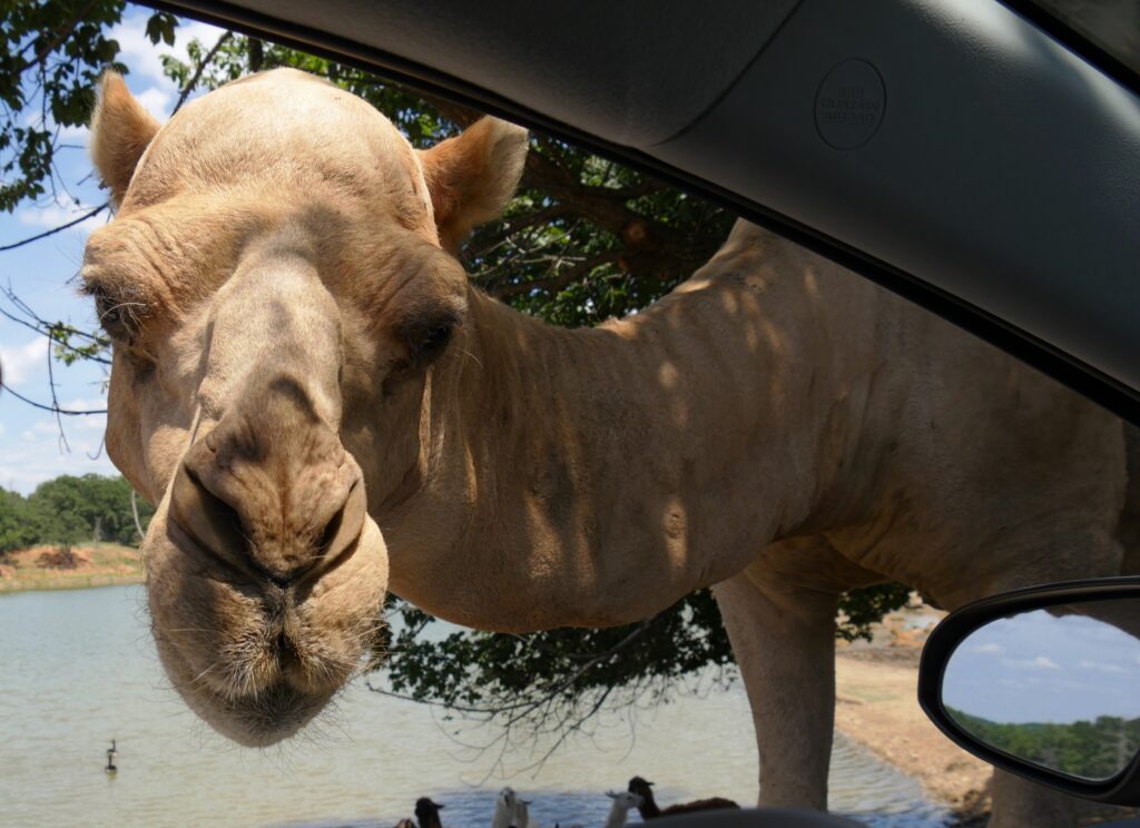 Primo piano della testa di un cammello che sbircia nel finestrino del conducente di un veicolo in uno zoo drive-thru.
