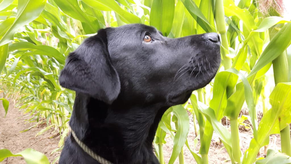 cane che fissava con desiderio il campo di grano