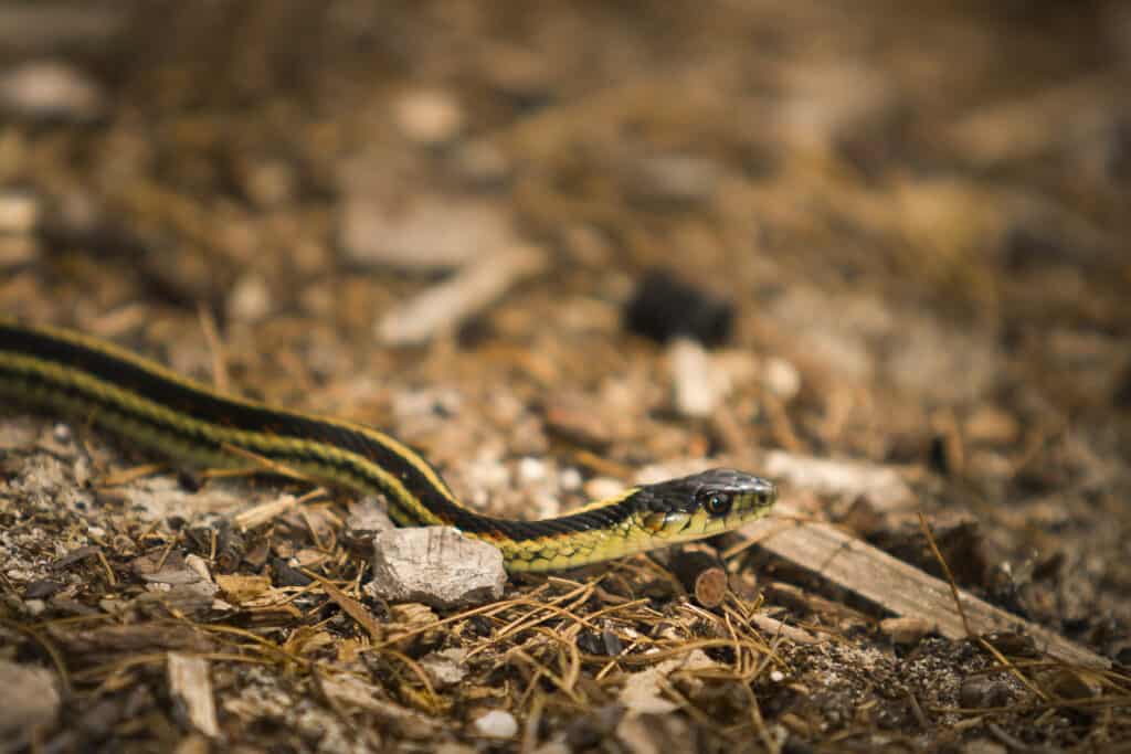 Serpente giarrettiera (Thamnophis sirtalis)