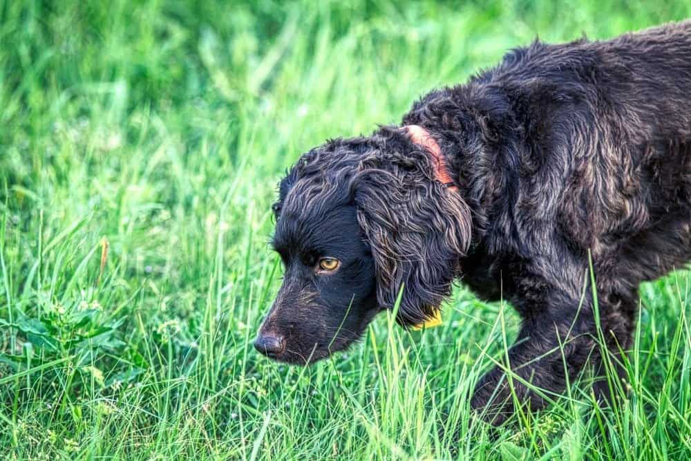 Boykin Spaniel guardando nell'erba verde