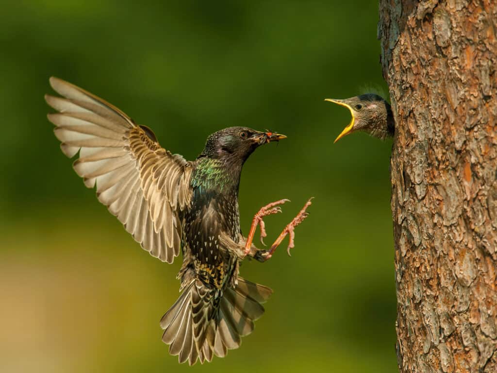 Lo storno europeo si avvicina al nido su un albero per nutrire il suo pulcino