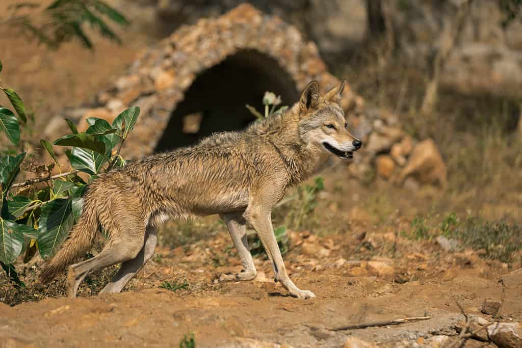 Profilo della bocca semiaperta del canis rufus in piedi