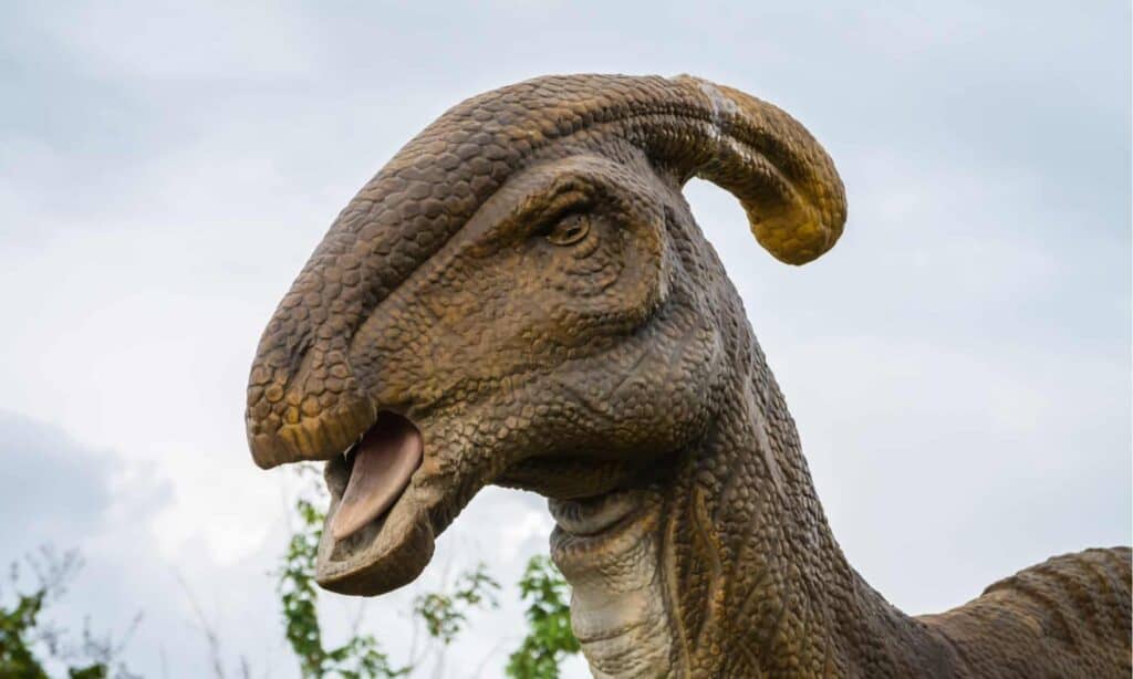 Parasaurolophus aveva un boccaglio o una tromba di 5 piedi per naso 