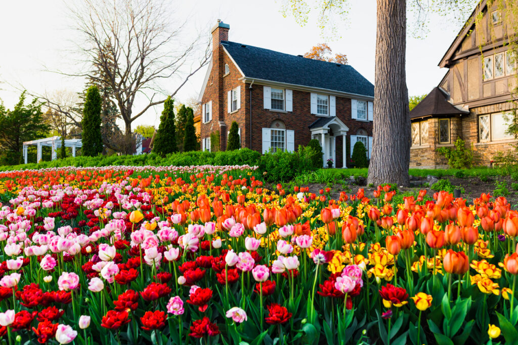 Festival canadese dei tulipani - campo di tulipani vicino a edifici storici