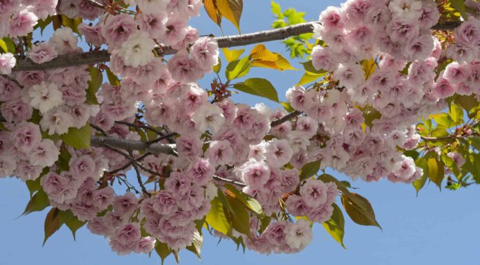 Scopri il fiore nazionale del Giappone: i fiori di ciliegio
