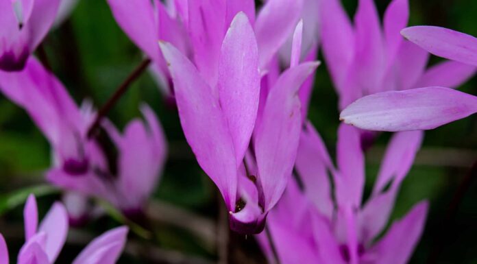 Scopri il fiore nazionale del Libano: il ciclamino del Libano
