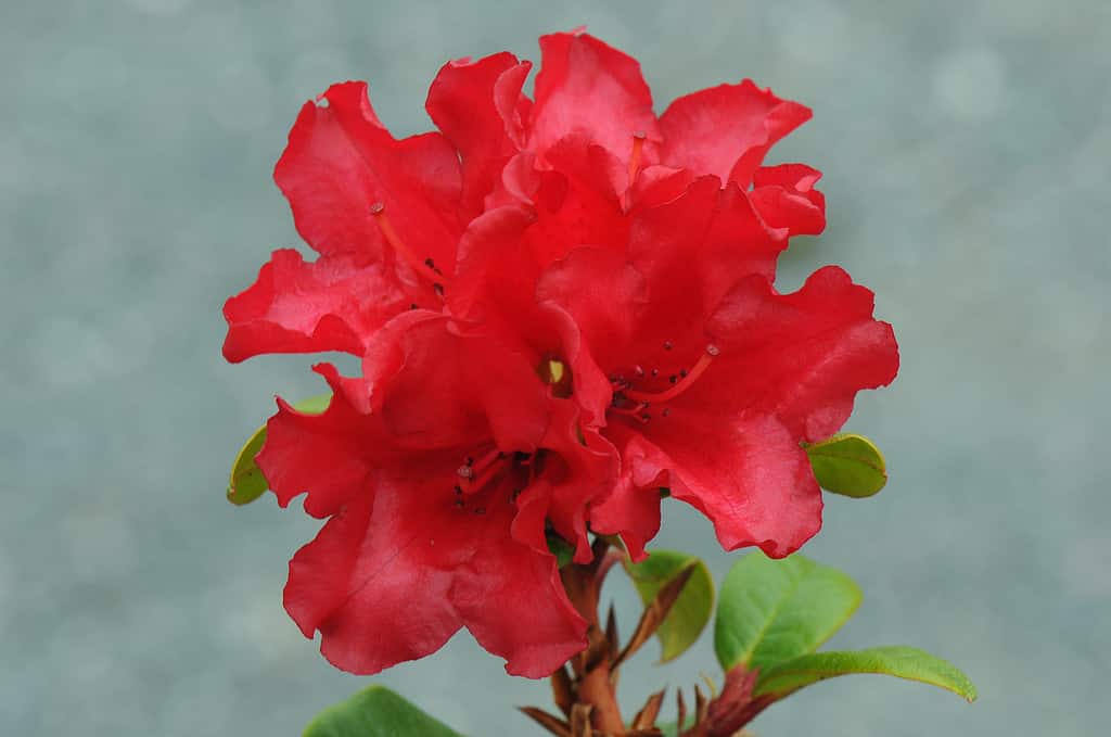 Fiori rossi del rododendro