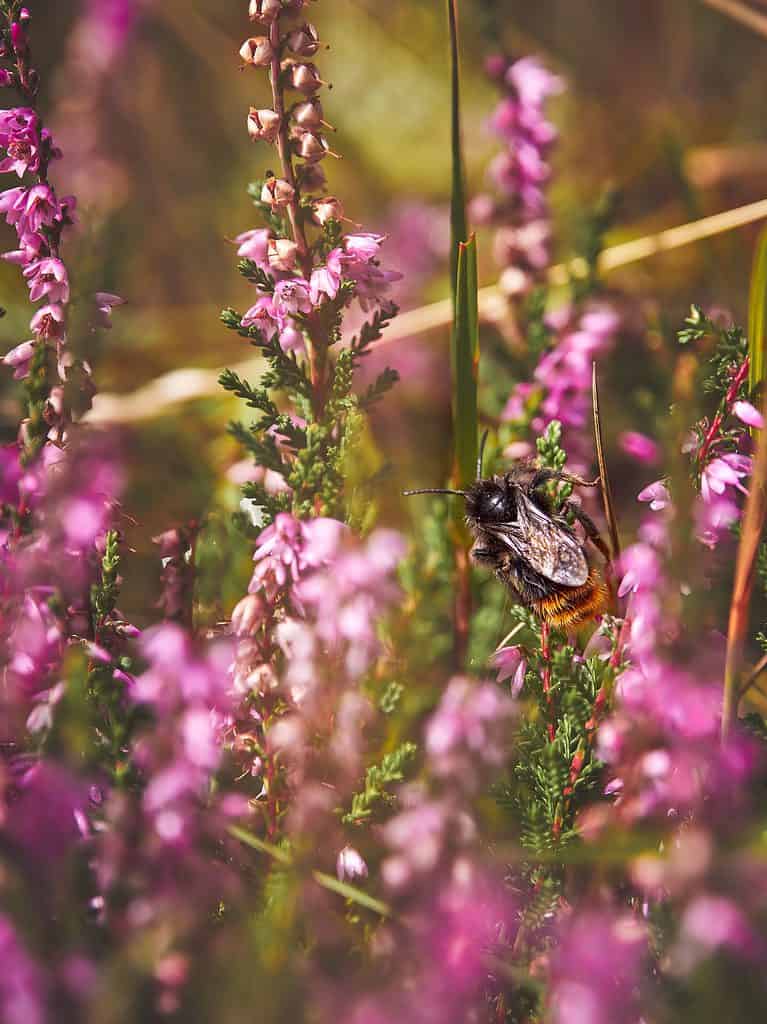 Bombus rupestris (calabrone cuculo dalla coda rossa) tra l'erica viola