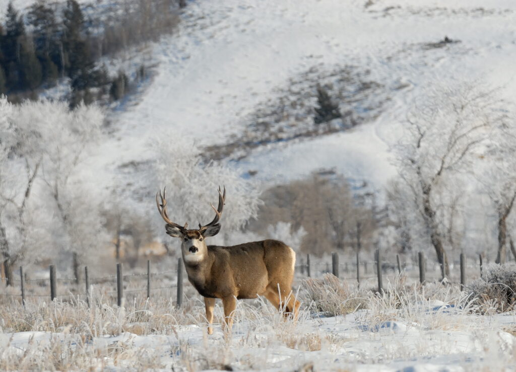 Grande Mule Deer Buck in una gelida mattina guardando per i cacciatori.