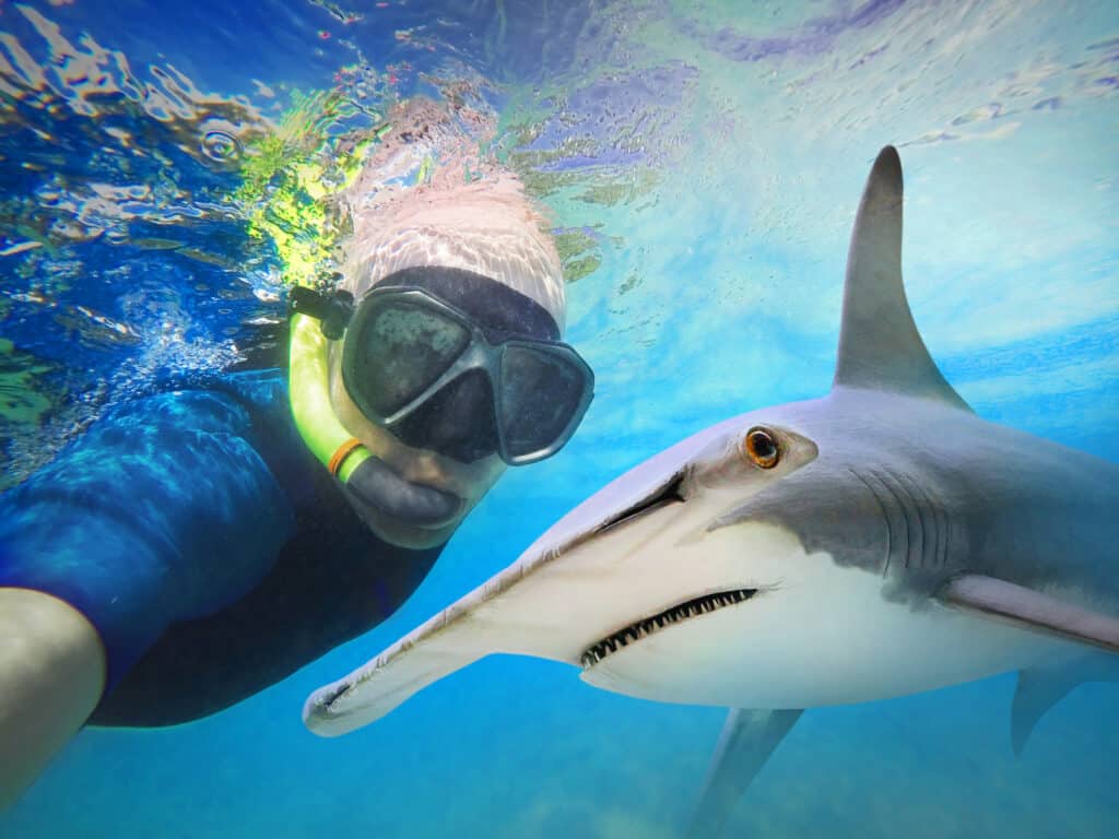Selfie con lo squalo martello