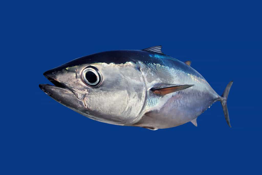 Bel tonno pinna nera isolato con sfondo blu