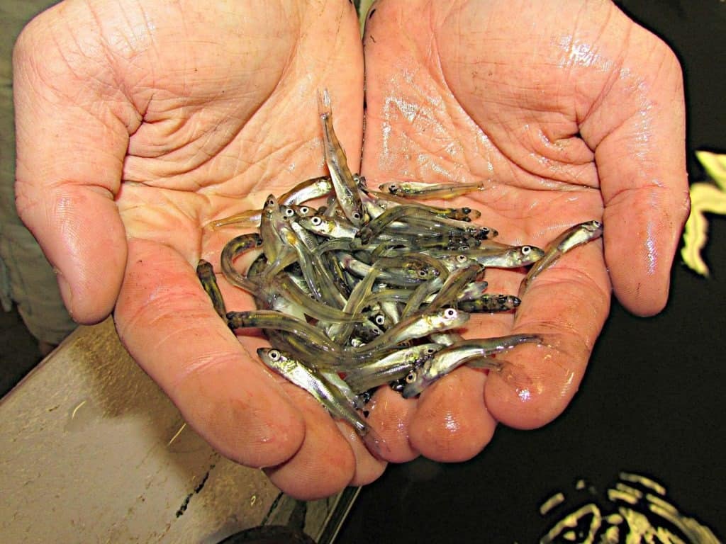 Gli avannotti di pesce Walleye vengono rilasciati