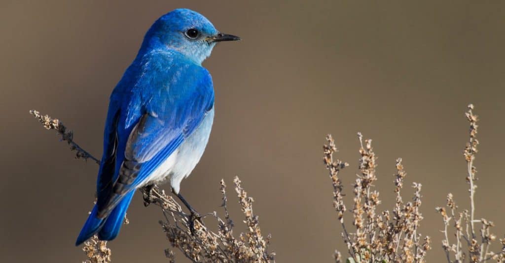 Il Mountain Bluebird è l'uccello di stato dell'Idaho