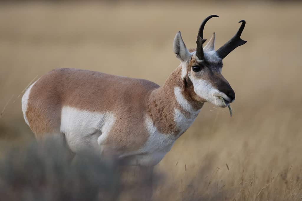 Pronghorn Wyoming, Parco Nazionale di Yellowstone