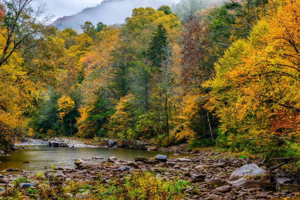 La foresta nazionale di Monongahela è la più grande del West Virginia 