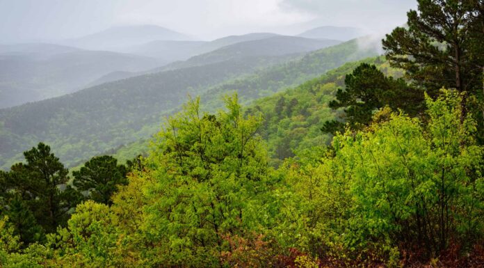 Scopri la foresta più grande dell'Arkansas (e ciò che vive al suo interno)
