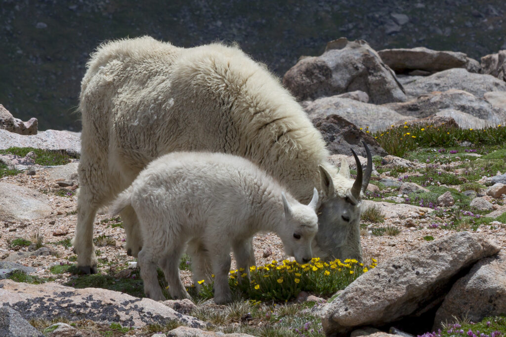 Capre Di Montagna Rocciosa