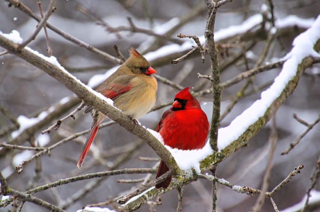 Coppia di cardinali appollaiati su un ramo di un albero nella neve