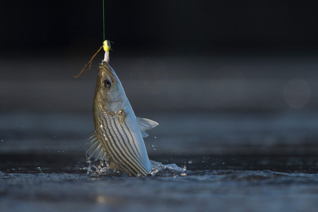 Il branzino a strisce è il pesce ufficiale dello stato della Carolina del Sud.