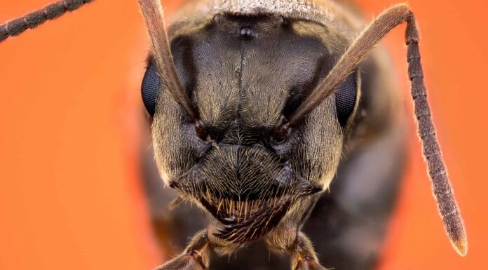 Scopri perché piccole formiche sono in casa tua e come ucciderle all'istante
