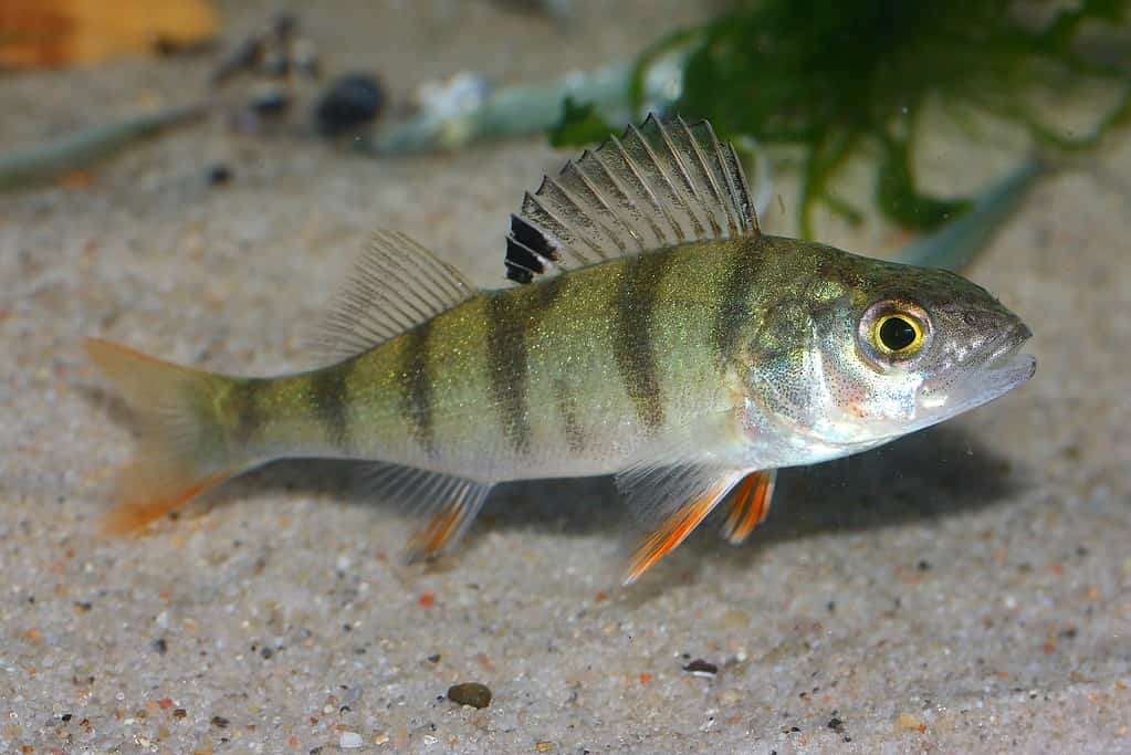 pesce persico europeo