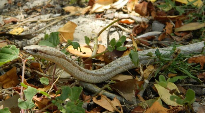 Serpente corridore antiguano
