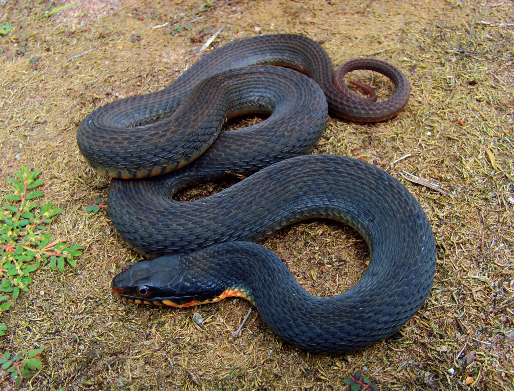 Nerodia erythrogaster flavigaster serpente d'acqua dal ventre giallo