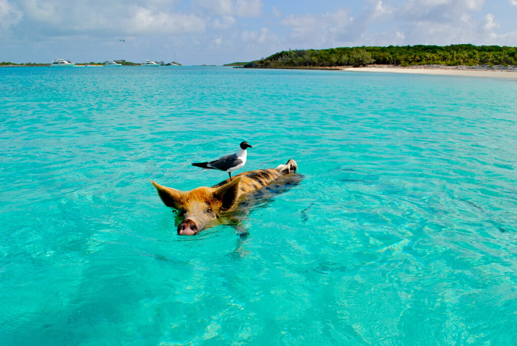 Maiale nell'oceano alle Bahamas