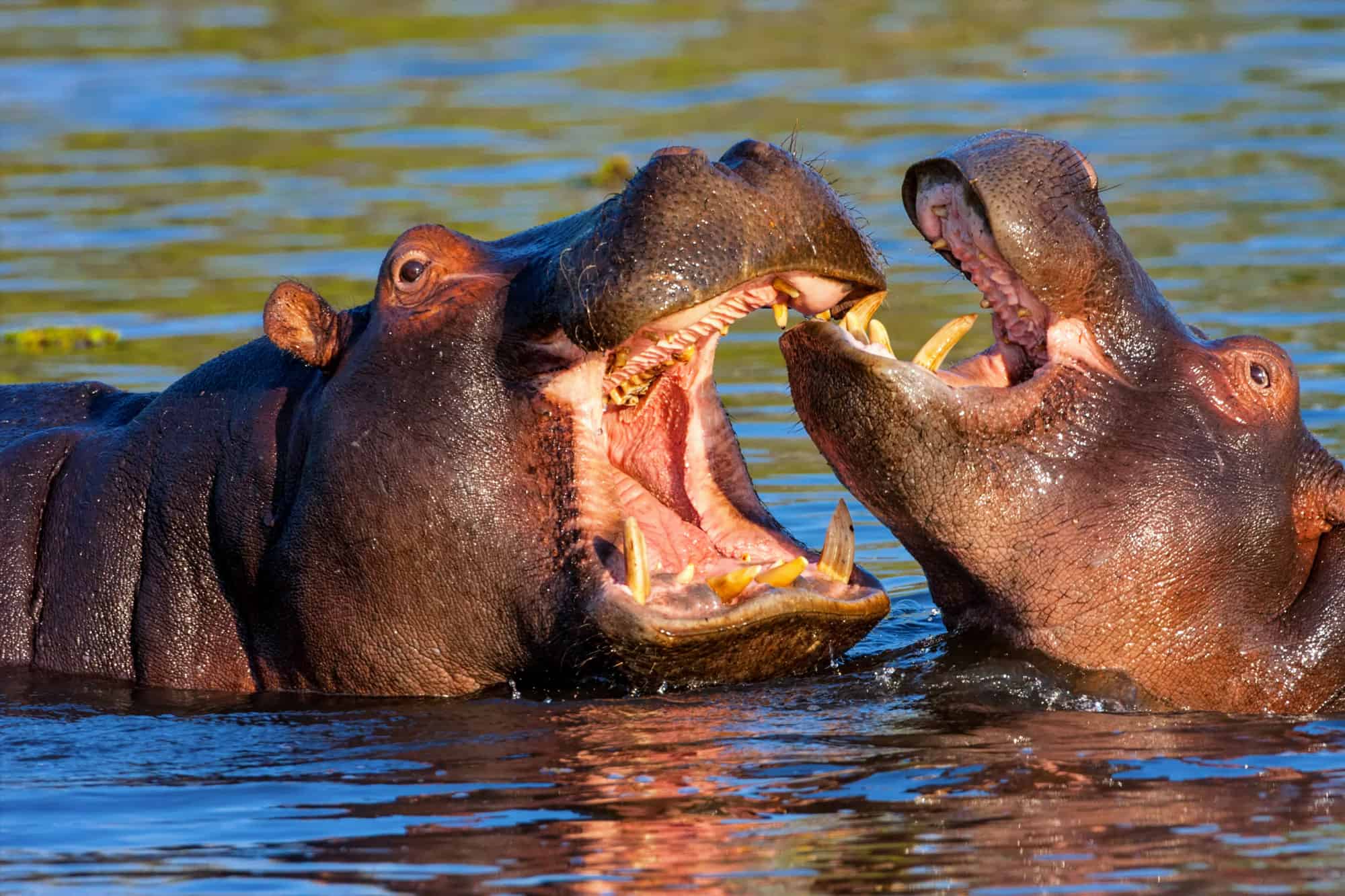 Il morso animale più forte è l'ippopotamo