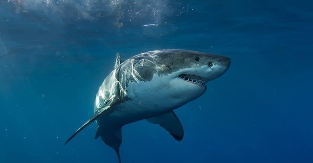 Grande squalo bianco nell'Oceano Pacifico