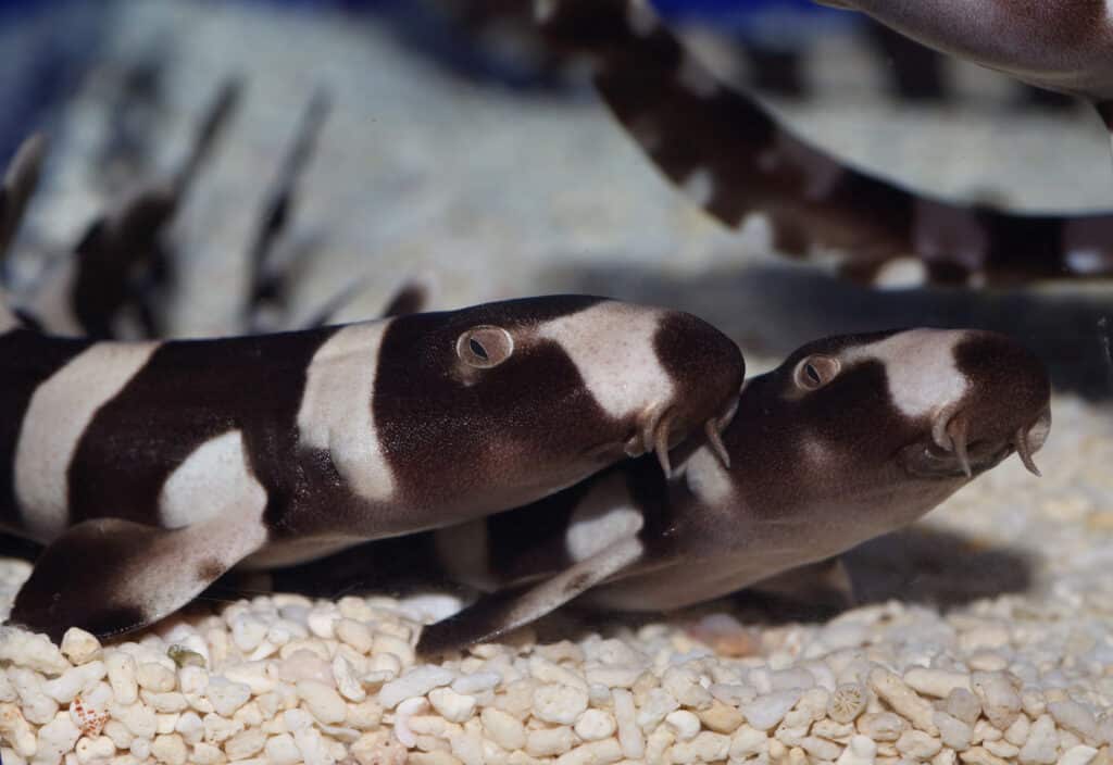 Una coppia di squali bambù dalla fascia marrone sul fondo di un acquario