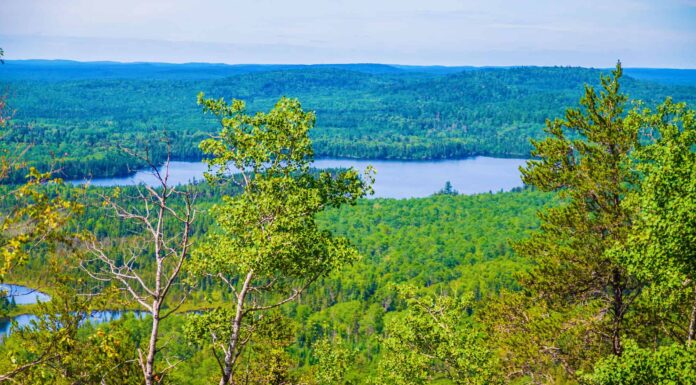 Stagione allergica del Minnesota: picco, tempistica e sintomi
