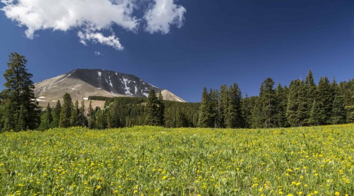 Stagione allergica dello Utah: picco, tempistica e sintomi
