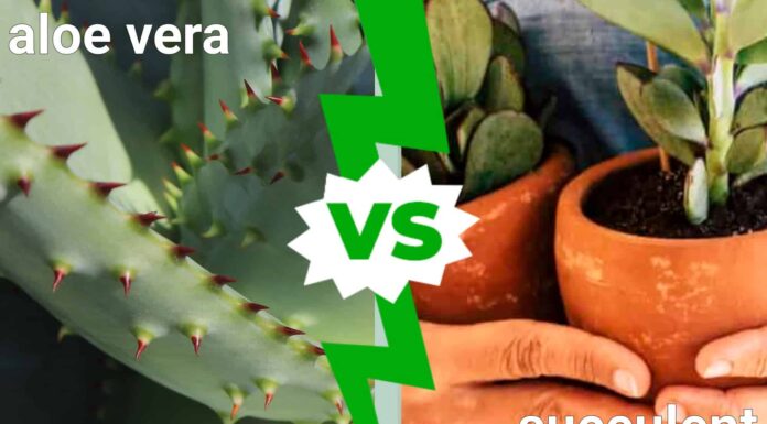 Succulente vs. Aloe Vera: somiglianze e differenze
